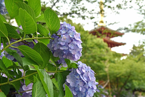 高幡不動尊201506-6