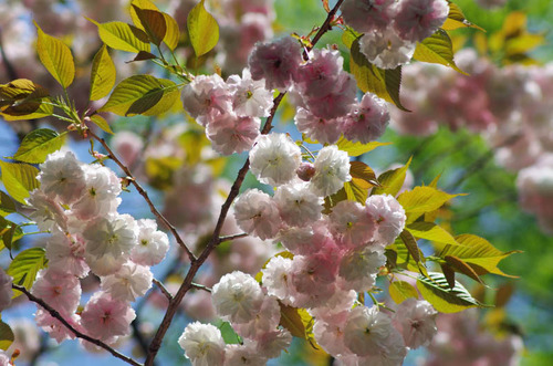 昭和記念公園201204-8
