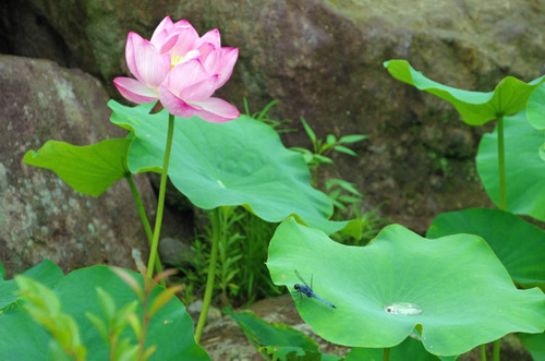 高幡不動201407-11