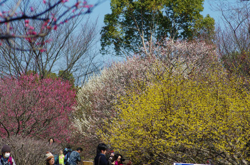 昭和記念公園201403-3