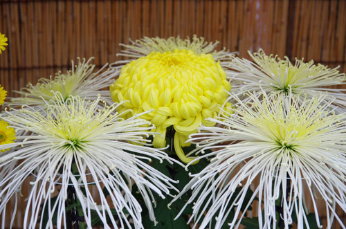 高幡不動201311-5
