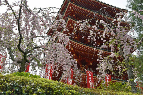 高幡不動尊201504-3