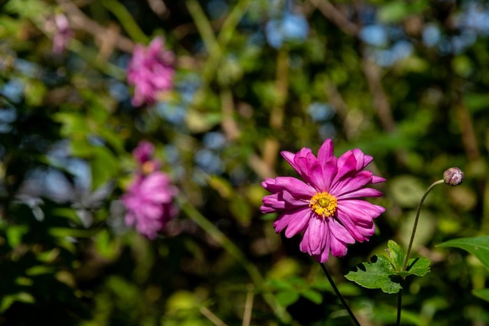 京王百草園201810