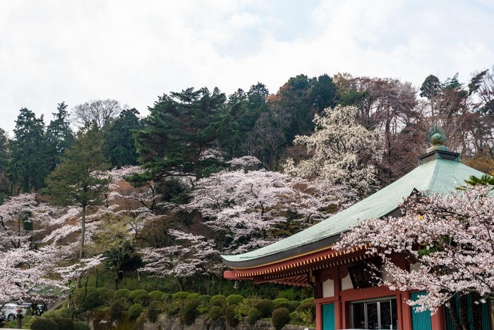 高幡不動尊201903