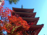 高幡不動081122-5