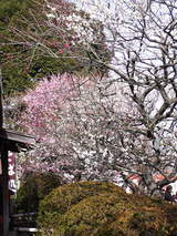 百草園松連庵横