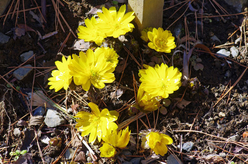 高幡不動尊20110213-2
