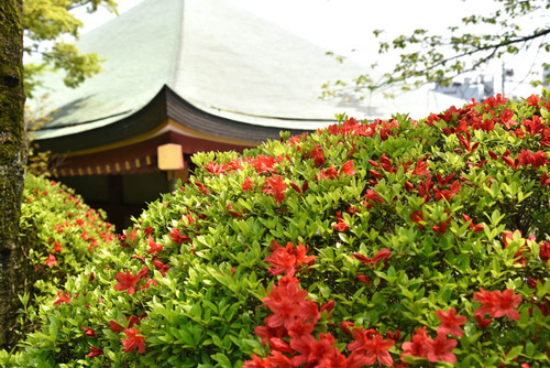 高幡不動尊201604-9