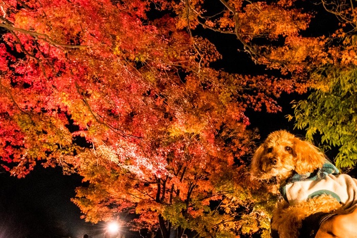 河口湖紅葉2018