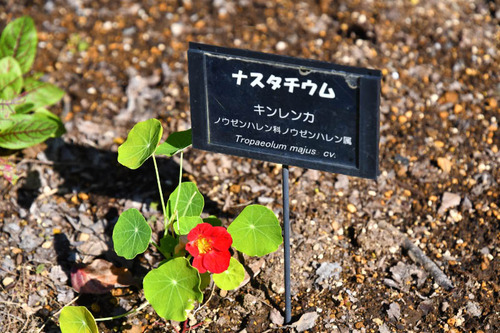 昭和記念公園201611