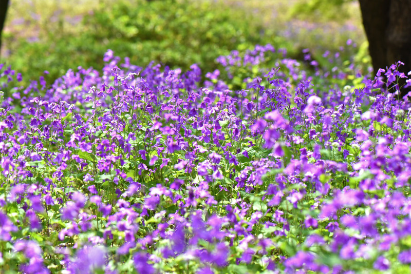昭和記念公園 菜の花畑