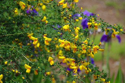 散歩道の花(5月)2012-1
