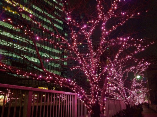 目黒川冬の桜201112-4