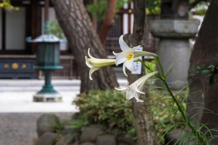 高幡不動尊201808