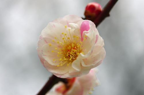 高幡不動201102-12
