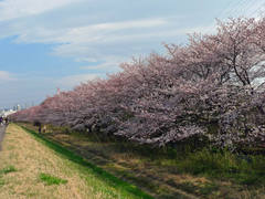 多摩川花見2009-6