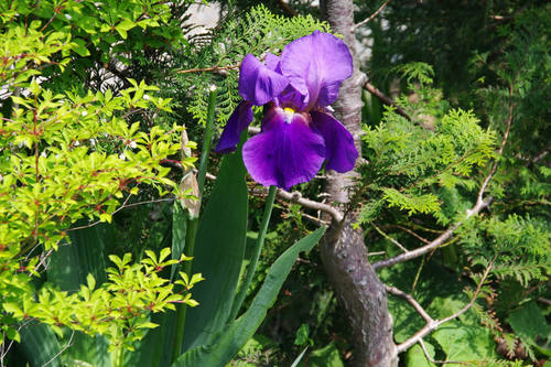 アヤメカキツバタ2010-1