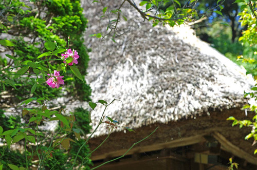 京王百草園201409-4