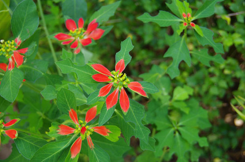 由布島の花201108-7