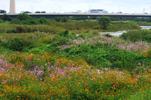 9月の散歩道201309-14