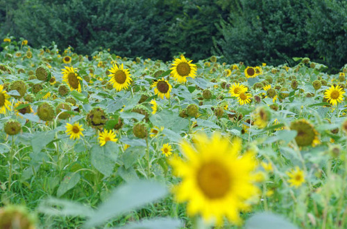 昭和記念公園201408-6