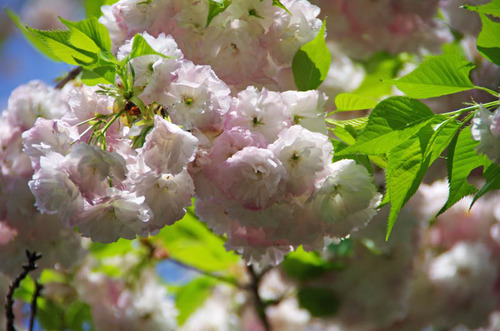昭和記念公園201204-3