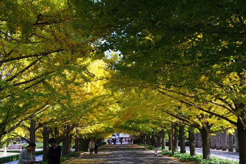 昭和記念公園201011-11