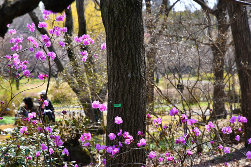 昭和記念公園201703