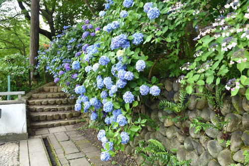 高幡不動尊201506-14