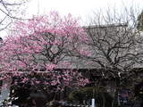 百草園松連庵前