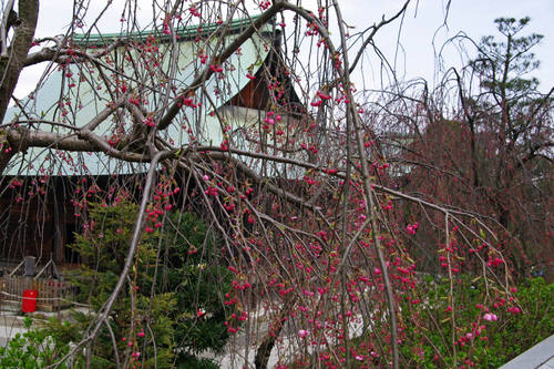 高幡不動尊桜201004-9