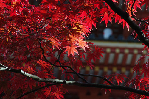 高幡不動尊201011-10