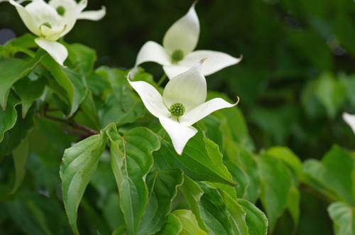 散歩道の花(5月)2012-9