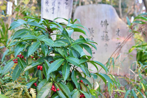 高幡不動尊201512-6