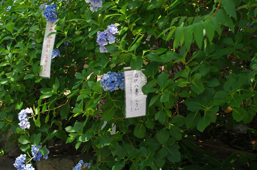 高幡不動20130715-3