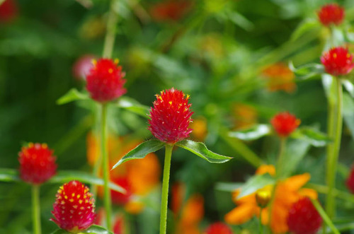 201108の花-10