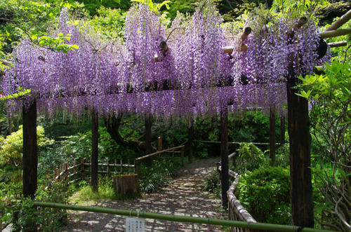 百草園201105-4