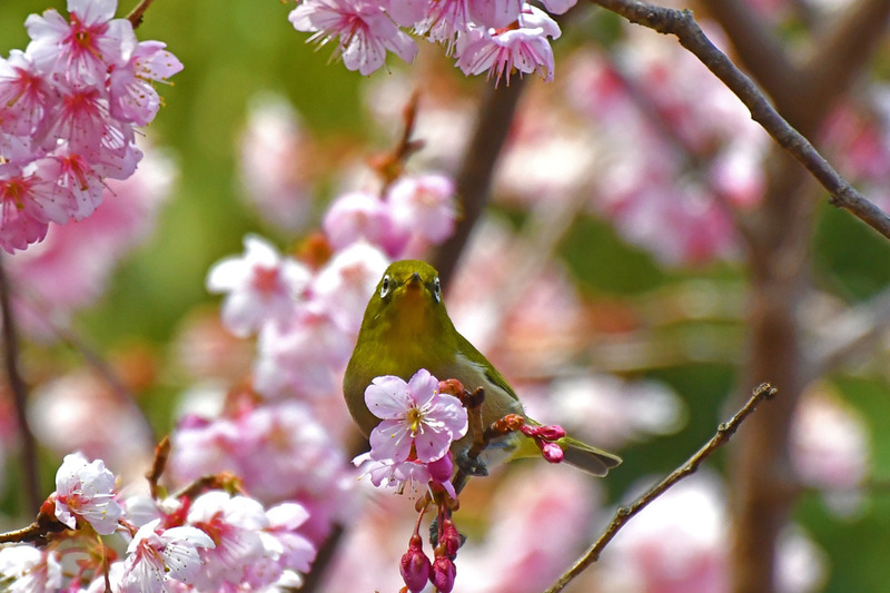 河津桜にメジロ