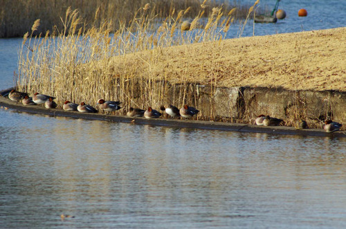 昭和記念公園201202-13