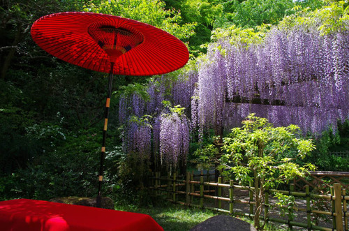 京王百草園201305-7