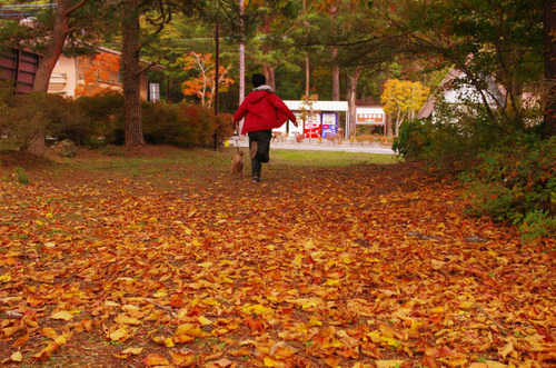 富士五湖の紅葉2013-3