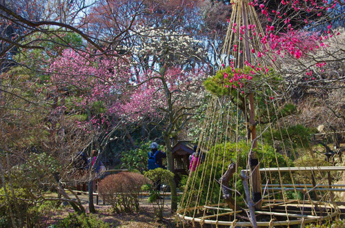 京王百草園201403-9