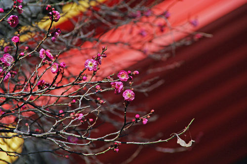 高幡不動尊20100124-3