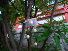 高幡不動尊090801-2