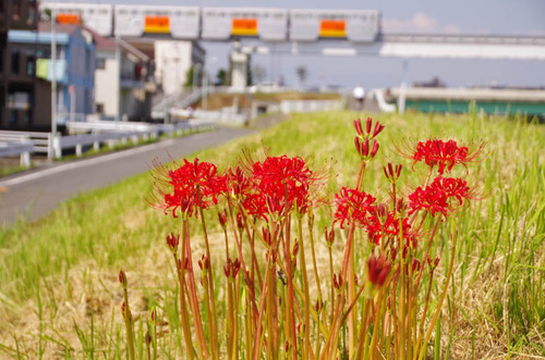 9月の散歩道201309-1