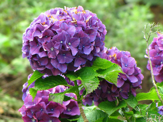 輝く西洋紫陽花2009-4