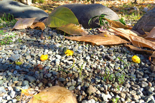 京王百草園201412-3