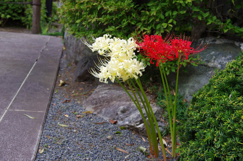 高幡不動201110-7