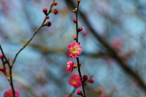 高幡不動201402-1