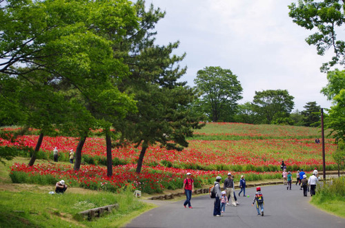 昭和記念公園201305-1